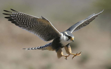 Bird of Prey